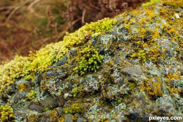 Little moss closeup
